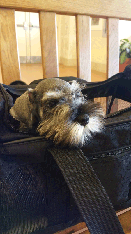 Shayna: images/thumbs/airportcarrier.png