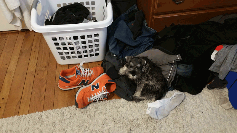 Shayna: images/thumbs/chillinonlaundry.png