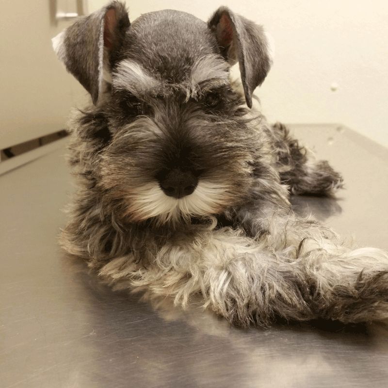 Shayna: images/thumbs/firstvetvisit.png