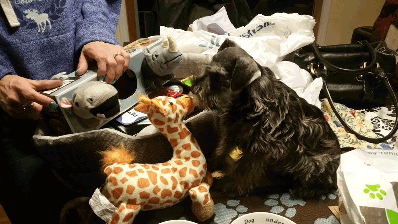 Shayna: images/thumbs/meetinggiraffe.png