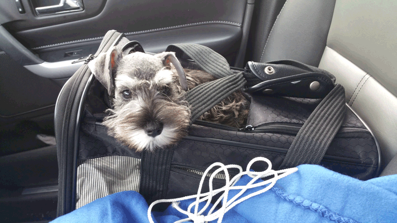 Shayna: images/thumbs/ridehome.png